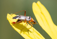 Closterocoris