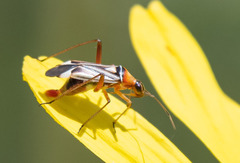 Closterocoris