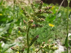 Rumex tuberosus