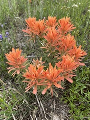 Castilleja lindheimeri
