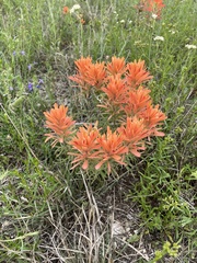 Castilleja lindheimeri