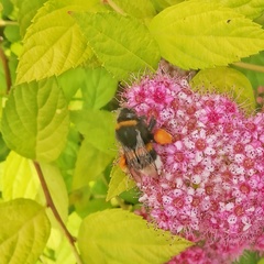 Bombus lucorum