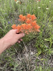 Castilleja lindheimeri
