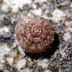 Xerotricha conspurcata