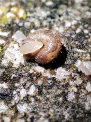 Xerotricha conspurcata