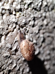 Xerotricha conspurcata