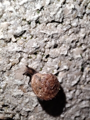 Xerotricha conspurcata