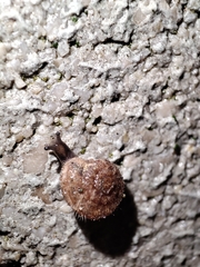 Xerotricha conspurcata