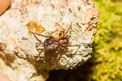 Liocranum