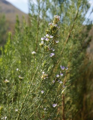 Psoralea ivumba