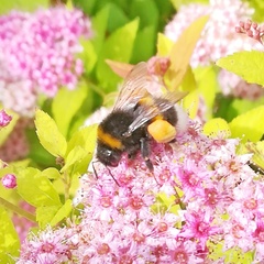 Bombus lucorum