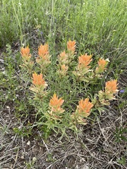 Castilleja lindheimeri