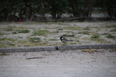 Parus major