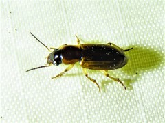 Anisodactylus discoideus