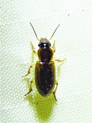 Anisodactylus discoideus
