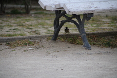 Parus major