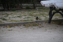 Parus major
