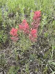 Castilleja purpurea
