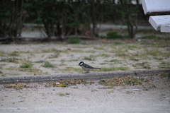 Parus major