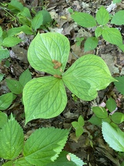 Trillium flexipes