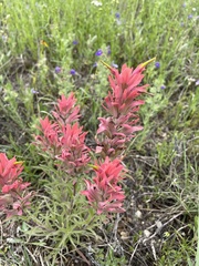 Castilleja purpurea