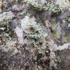 Stereocaulon dactylophyllum