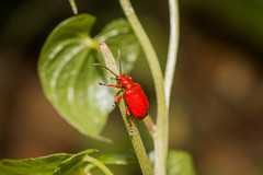 Lilioceris merdigera