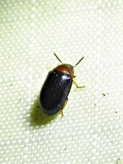 Neomida