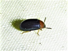 Neomida