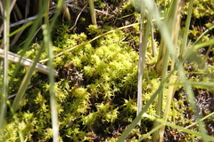 Sphagnum truncatum