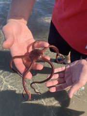 Ophiopsammus maculata