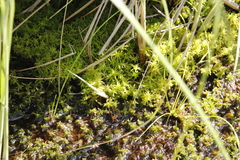 Sphagnum truncatum