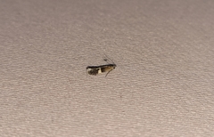 Aproaerema polychromella
