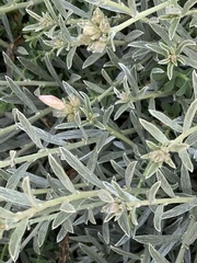 Convolvulus oleifolius