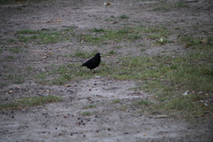 Sturnus unicolor