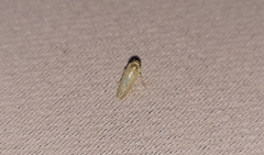 Cicadellidae