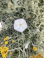 Convolvulus oleifolius