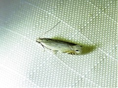 Battaristis concinnusella