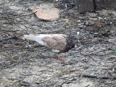 Columba livia domestica