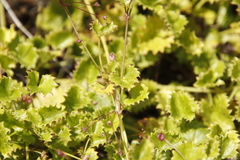 Centella callioda