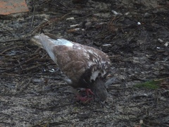Columba livia domestica