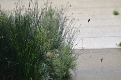 Hirundo rustica erythrogaster