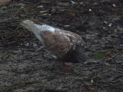 Columba livia domestica