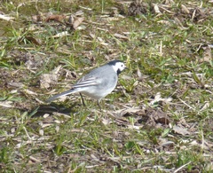 Motacilla alba