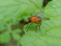 Dichaetomyia