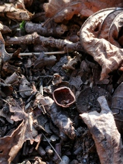 Dumontinia tuberosa
