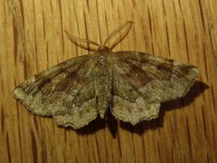 Metarranthis refractaria