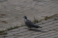 Columba palumbus