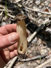 Morchella populiphila