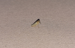 Cicadellidae